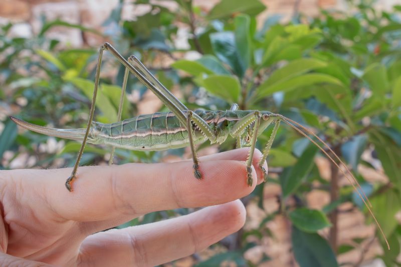 Tettigoniidae - Saga pedo